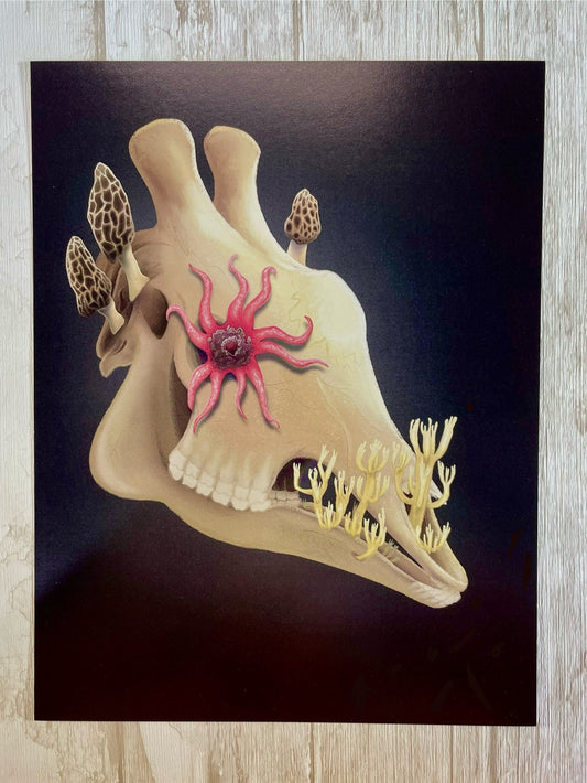 Fungal Giraffe Skull - Art Print