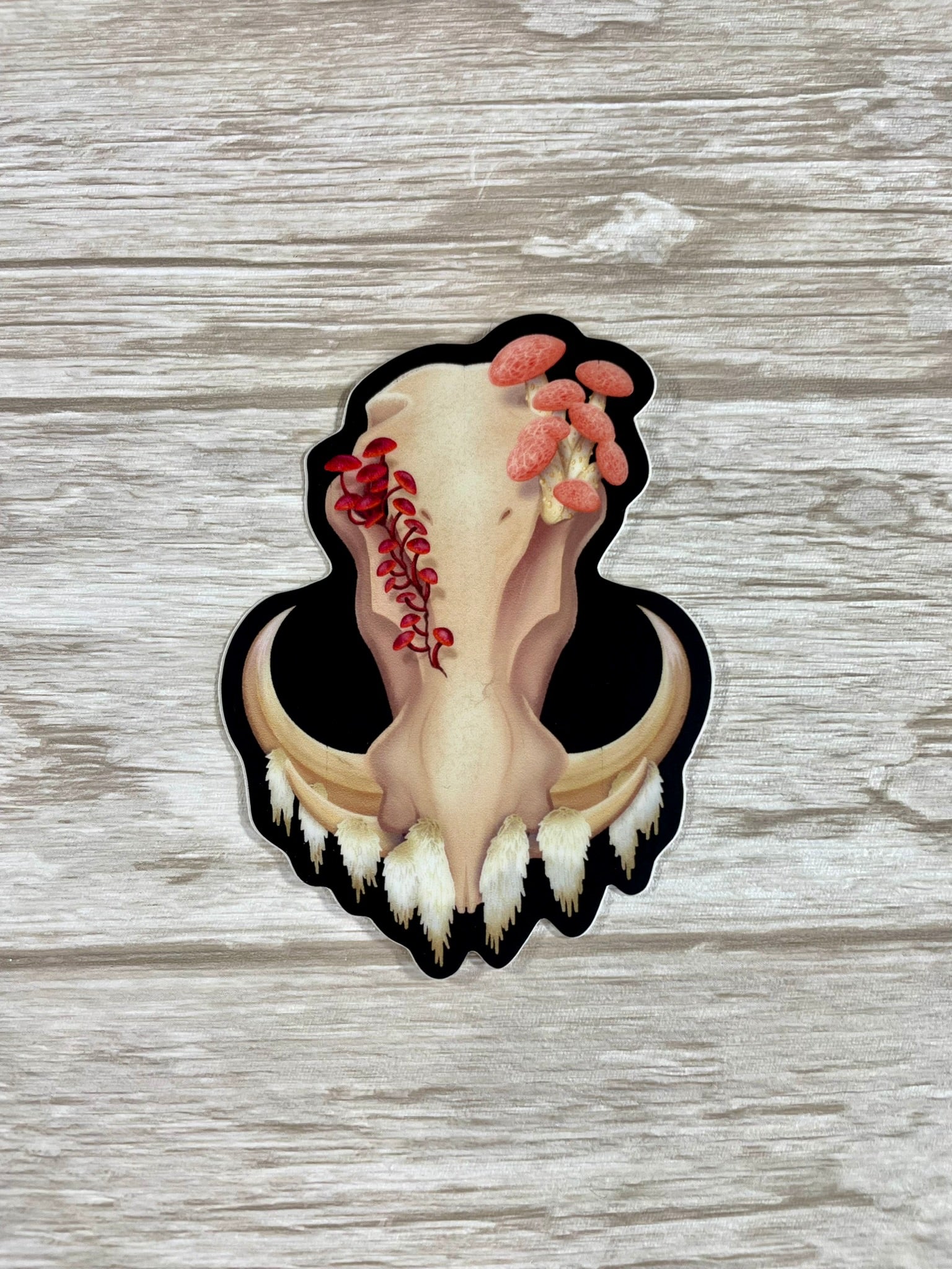 A die cut, 3 inch tall, vinyl sticker featuring a front facing warthog skull with 3 different kinds of fungi growing out of it