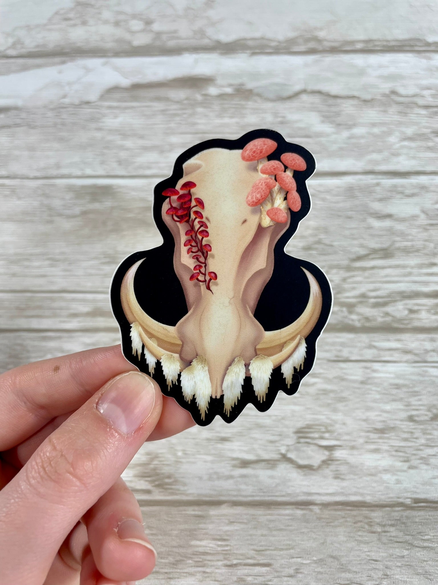 A die cut, 3 inch tall, vinyl sticker featuring a front facing warthog skull with 3 different kinds of fungi growing out of it